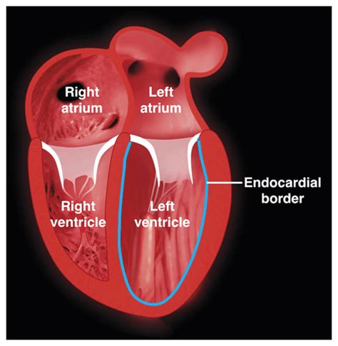 lv function heart